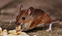 24 Hour & Emergency Exterminators in Oshkosh, WI